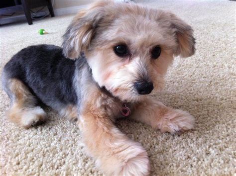 #morkie #dogs #cute | Morkie puppies, Morkie haircuts, Cute small animals