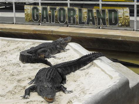 two alligators are laying in the sand near a sign that reads gatorland