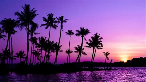 Purple Sunrise Wallpaper 4K, Clear sky, Palm trees, Scenery