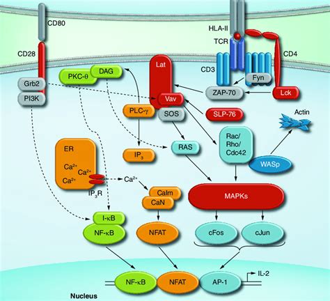 T-cell receptor signaling. Recognition of peptide/HLA ligand by TCR... | Download Scientific Diagram