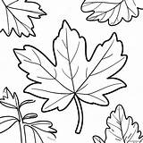 Autumn Maple Leaf Coloring Page 39384 31134 sketch template