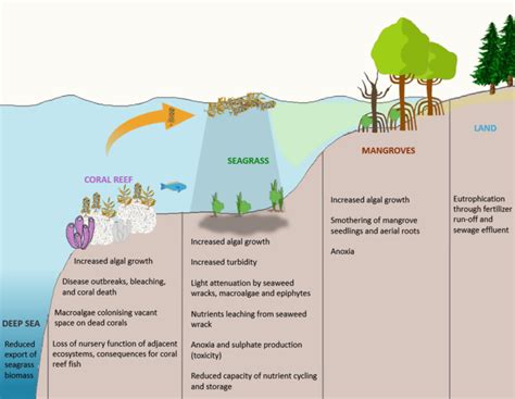 Causes of Eutrophication and Algal bloom | UPSC – IAS – Digitally learn