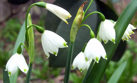 Leucojum aestivum - Plant ID @ HCP