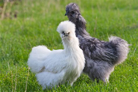 Silkie Chicken | Asian Inspirations