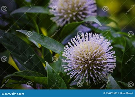 Neolamarckia Cadamba - Kadam or Kadambo Flowers is a Rainy Season ...