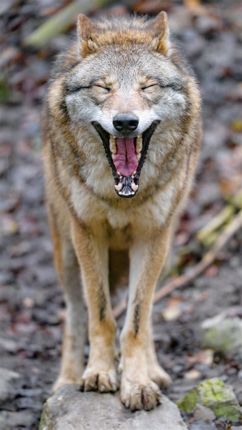 Funny wolf yawning - a photo on Flickriver