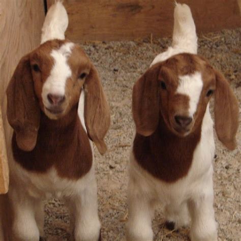 Boer goats, Goats, Cute goats