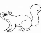 Free Printable Coloring Pages Of Squirrels  Templates Protal sketch template