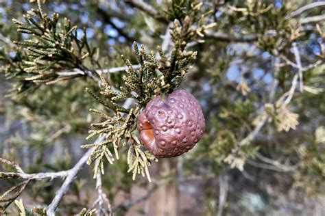 Cedar-apple rust – Seashore to Forest Floor