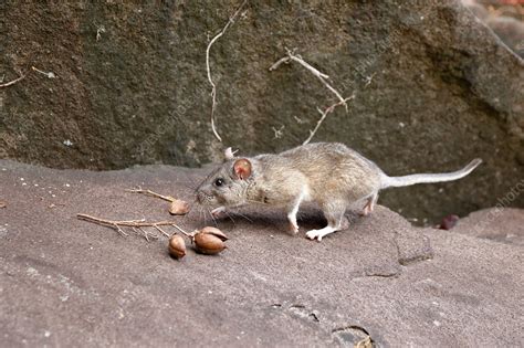 Allegheny Woodrat in habitat - Stock Image - C044/9182 - Science Photo ...