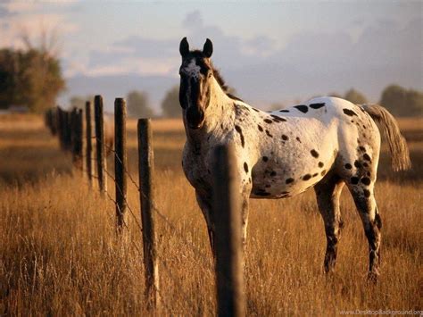 Horse Ranch Wallpapers - Top Free Horse Ranch Backgrounds - WallpaperAccess