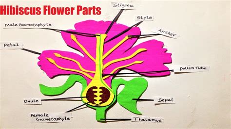 hibiscus flower parts model making using cardboard | diagram | diy | science project ...