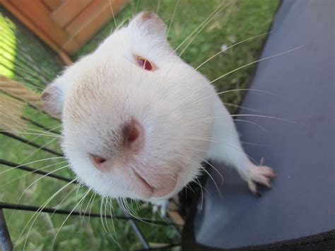 albino pets xo | Pets, Animals, Albino