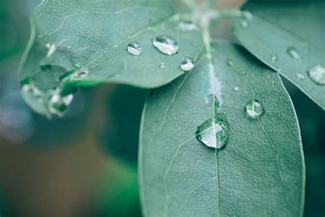 Impact of water droplets on leaves quickly triggers stress responses in plants