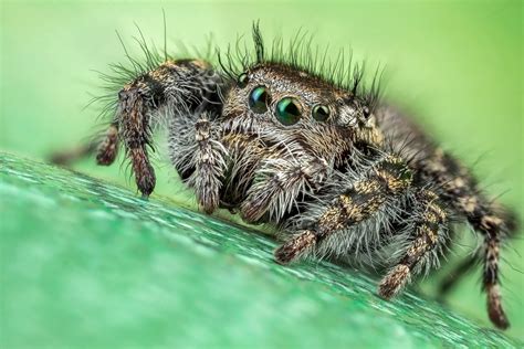 Download Spider Arachnid Macro Animal Jumping Spider HD Wallpaper