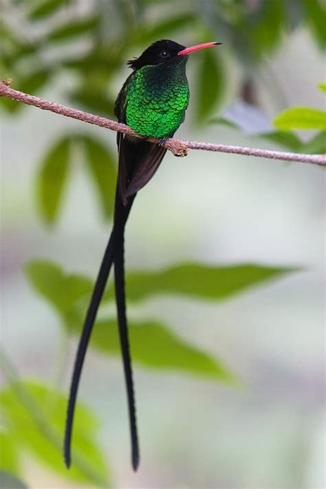 Jamaican Streamertail Hummingbird | hummingbirds | Pinterest