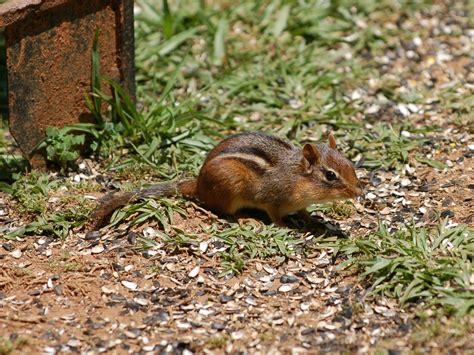 The Online Zoo - Eastern Chipmunk