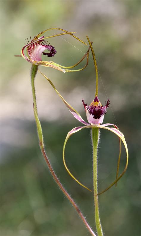 Spider orchids, Kings Park, right now – Pelican Yoga