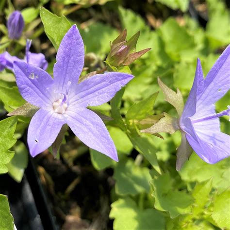 Campanula ‘Blue Waterfall’ (Bellflower) - Cavano's Perennials