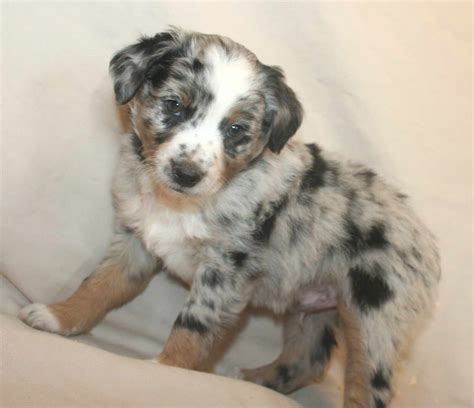 Corgi Mini Aussie Mix Puppies For Sale | PETSIDI