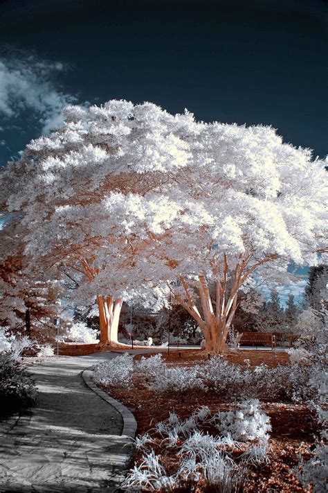 Infrared Photo of trees in bright sunlight | Tree photography, Tree drawing, Beautiful nature