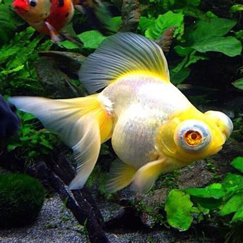 Aquarium Central - Goldfish - Golden Albino Dragoneye Telescope Goldfish "Siamese Doll ...