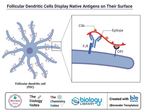 Dendritic Cells- Definition, Structure, Immunity, Types, Functions