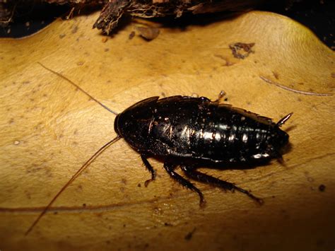 Black cockroach(Platyzosteria novae-zelandae) | Cockroach Wiki | FANDOM ...