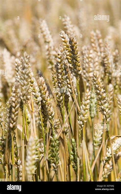 close up view of ripe wheat Stock Photo: 13491617 - Alamy