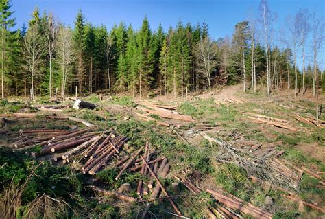 INS - Pădurile din România s-au extins în 2016. Greenpeace - România ...