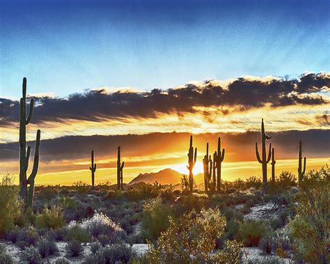 Arizona Sunrise And Saguaro Photograph by Don Schimmel - Fine Art America