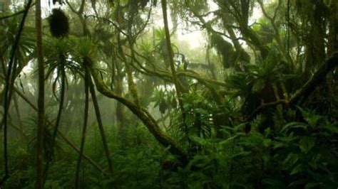 10 Facts about Congo Rainforest - Fact File