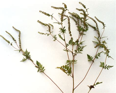 Ragweed Identification