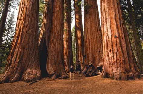 A Guide to Sequoia National Park | RVshare.com