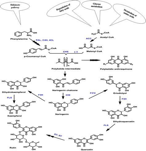 Schematic Overview Of The Flavonoid Biosynthesis Pathway In Plants The | The Best Porn Website