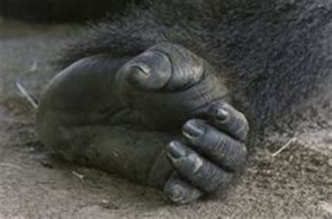 1000+ images about GORILLA ANATOMY on Pinterest | Gorilla gorilla ...