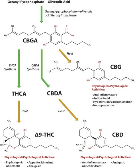 The Pharmacological Case for Cannabigerol | Journal of Pharmacology and ...