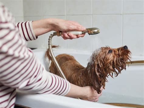 Amazon.com : ringworm shampoo for dogs – KeepingDog