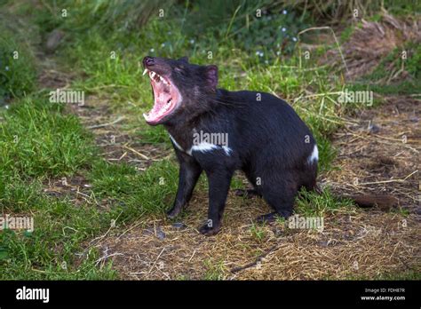 Tasmanian Devil angry Stock Photo - Alamy