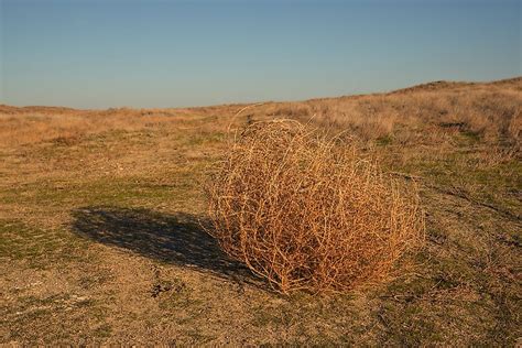 How Are Tumbleweeds Formed? - WorldAtlas