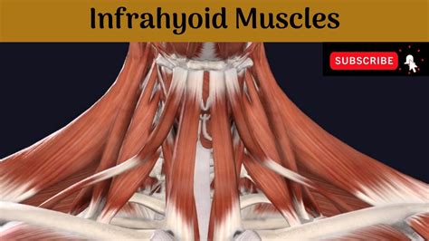 Infrahyoid Muscles #Anatomy #mbbs #education #bds #headandneckanatomy # ...