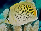 Dot-Dash Butterflyfish - Chaetodon pelewensis - Great Barrier Reef ...