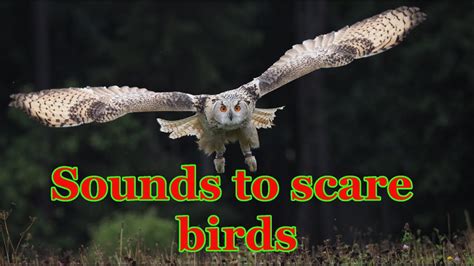 Sounds to scare birds 🔊 Owl sounds 🦉 3 hours - YouTube