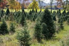 Christmas Trees And Fall Free Stock Photo - Public Domain Pictures