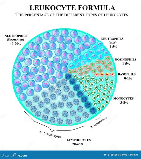 The Percentage of Different Types of White Blood Cells. Leukocyte Formula Stock Vector ...