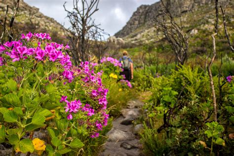 Climate change is threatening SA's major heritage sites, study finds