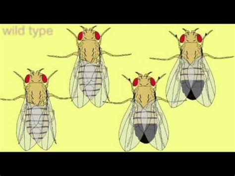 GENETICS: Drosophila MUTANTS - YouTube