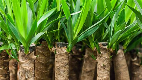 How To Correctly Grow And Care For A Yucca Plant