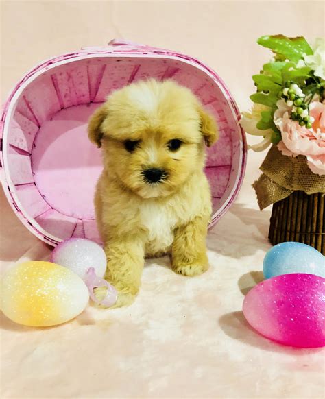 Maltipoo Puppies For Sale | Houston, TX #265527 | Petzlover