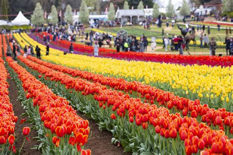 Tulip Festival Canada 2024 - Briney Sheelah